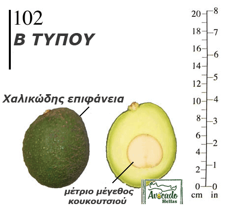 Ποικιλία Αβοκάντο 102 - Χανιά Κρήτη- Ελλάδα