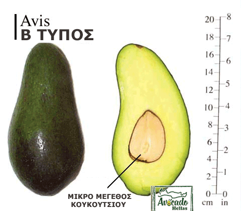 αβοκάντο avis χανιά κρητη ελλάδα, τιμή 2019, 2020, 2021