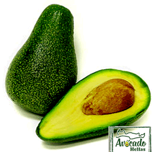 ΑΒΟΚΑΝΤΟ FUERTE,AVOCADO CULTIVATION, CULTIVATION PRICE MARKET BUY, TREE/TREE PLANT, MARKET PLANTS, nursery, Greece,Crete