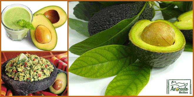 Fitness,AVOCADO CULTIVATION, CULTIVATION PRICE MARKET BUY, TREE/TREE PLANT, MARKET PLANTS, nursery, 2019, 2020, 2021,