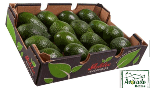 AVOCADO CULTIVATION, CULTIVATION PRICE MARKET BUY, TREE/TREE PLANT, MARKET PLANTS, nursery