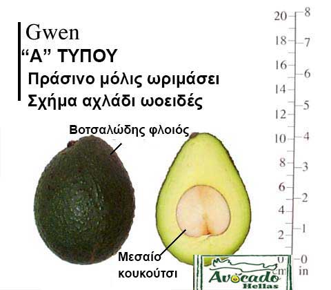 Gwen Avocado Variety