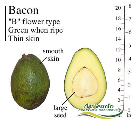 Bacon Avocado Greece Crete Chania nurseries