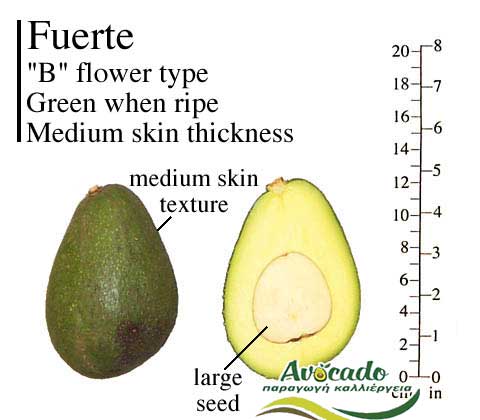 Variety Avocado Fuerte Greece Crete chania