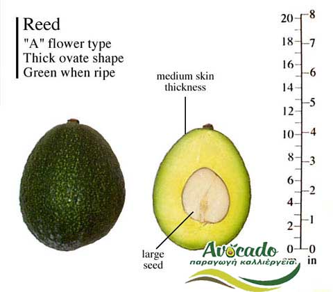 Variety Avocado Greece Crete chania Reed