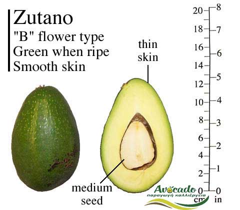 Variety Avocado Zutano Greece Crete Chania