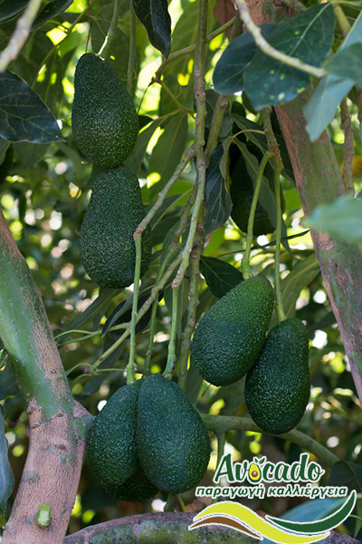 Variety Avocado Greece Crete chania Hass