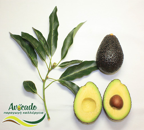 Variety Avocado Greece ,AVOCADO CULTIVATION, CULTIVATION PRICE MARKET BUY, TREE/TREE PLANT, MARKET PLANTS ,Crete chania Hass