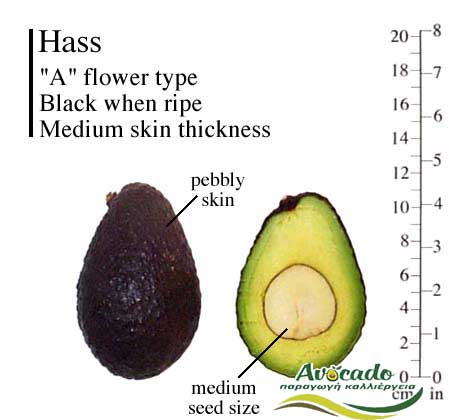 Variety Avocado Greece Crete chania Hass