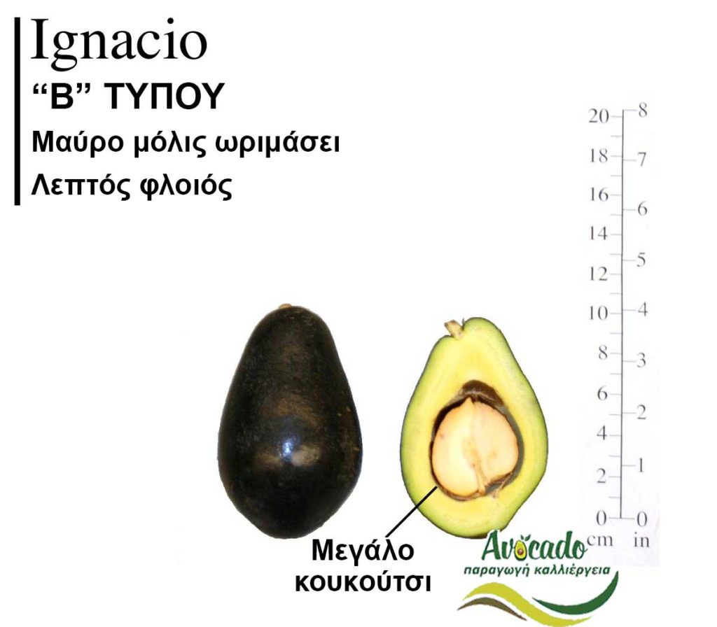 Ignacio Avocado variety