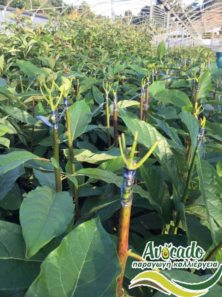 AVOCADO CULTIVATION, CULTIVATION PRICE MARKET BUY, TREE/TREE PLANT, MARKET PLANTS, nursery, 2019, 2020, 2021, 