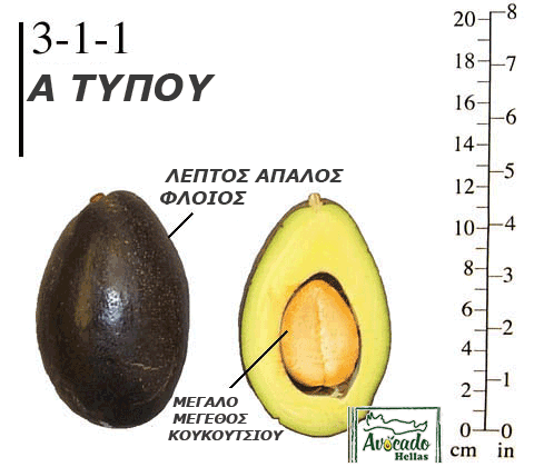 Ποικιλία Αβοκάντο (Avocado) #3-1-1