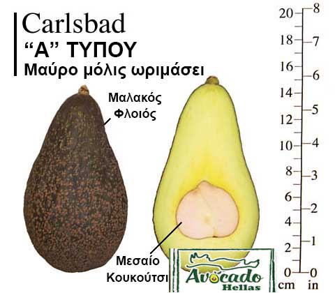 Ποικιλία Αβοκάντο (Avocado) Carlsbad