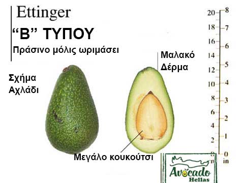 Ποικιλία Αβοκάντο (Avocado) Ettinger