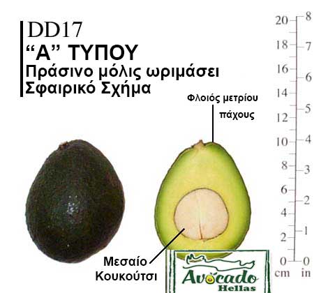 Ποικιλία Αβοκάντο (Avocado) DD17