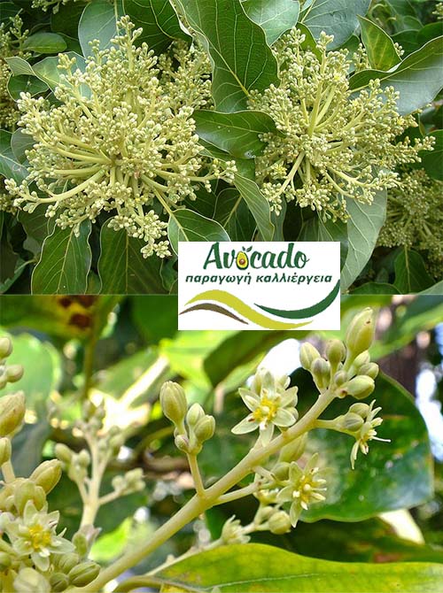 Ανθοί Αβοκάντο - Ανθος λουλουδι αβοκάντου δέντρου ψεκασμος